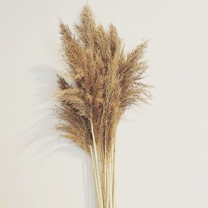 8 Piece Bundles-Dried Natural Pampas Grass